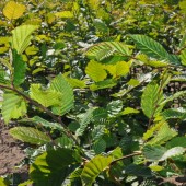 Carpinus betulus 80-100 cm vanaf november leverbaar